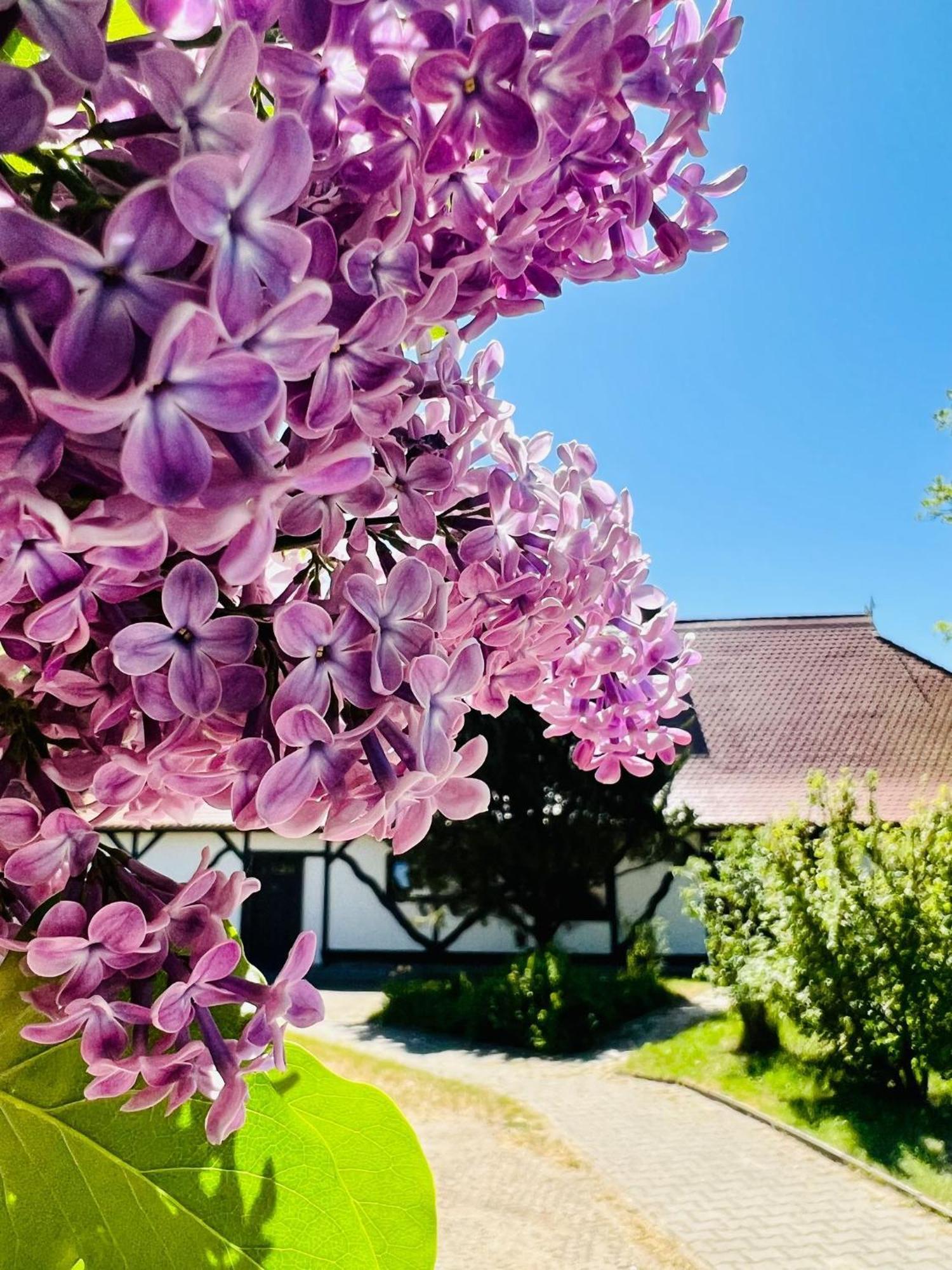 Ferienwohnung "Zur Rebe" Middelhagen Dış mekan fotoğraf